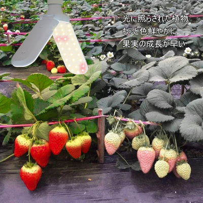 실내 식물 성장을 위한 풀 스펙트럼 + 660nm 및 IP68 방수 기능을 갖춘 소형 LED 성장 조명